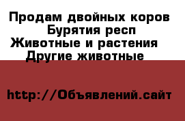 Продам двойных коров - Бурятия респ. Животные и растения » Другие животные   